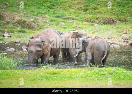 Indische Elefanten, wilde Herde, die Ein Bad an Einem See in Anakulam bei Munnar nimmt, Wildtiere Indiens, Elefantenfamilie an Einem regnerischen Tag Stockfoto