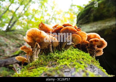 Lungenausternpilz wächst auf Einem moosbedeckten Baumstamm, Pleurotus Pulmonarius im Herbstwald Stockfoto