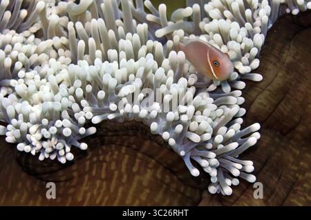 9. Januar 2011 - Rosa Anemonenfisch, Amphiprion perideraion, schwimmt in seiner herrlichen Meeresanemone Heteractis magna, Pohnpei, Föderierte Staaten von Mikronesien (Credit Image: © Andre Seale/VW Pics Via ZUMA Wire) Stockfoto
