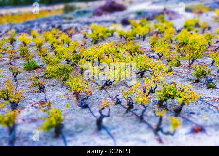 29. Oktober 2017 - Cenicero, Baskenland-Alava, SPANIEN - Weinberge im Herbst. Dorf Cenicero. La Rioja, Spanien, Europa (Bild: © Mikel Bilbao/Vwpics/VW Pics Via ZUMA Wire) Stockfoto