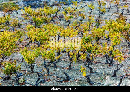 29. Oktober 2017 - Cenicero, Baskenland-Alava, SPANIEN - Weinberge im Herbst. Dorf Cenicero. La Rioja, Spanien, Europa (Bild: © Mikel Bilbao/Vwpics/VW Pics Via ZUMA Wire) Stockfoto