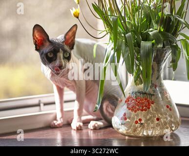 Eine Sphynx-Katze sitzt aufmerksam auf einer Fensterbank und blickt auf eine Vase, die mit Wasser und roten Beeren gefüllt ist. Die Katze hat eine rosa Nase und Ohren, und ihre Haut ist p Stockfoto