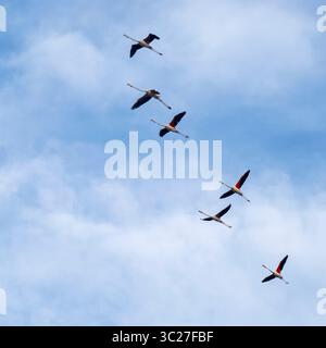 Ein Flamingos-Flug von unten aus gesehen von einem Aussichtsturm in den Tälern von Comacchio, Teil des Regionalparks Po Delta, Provinz Ferrara, EMI Stockfoto