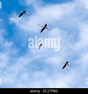 Ein Flamingos-Flug von unten aus gesehen von einem Aussichtsturm in den Tälern von Comacchio, Teil des Regionalparks Po Delta, Provinz Ferrara, EMI Stockfoto