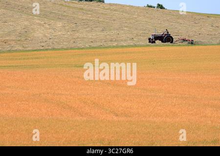 Fairport, NY, USA - 4. Juli 2025 - Farmer nutzt seinen Traktor, um ein Feld im Norden von New York zu ernten Stockfoto
