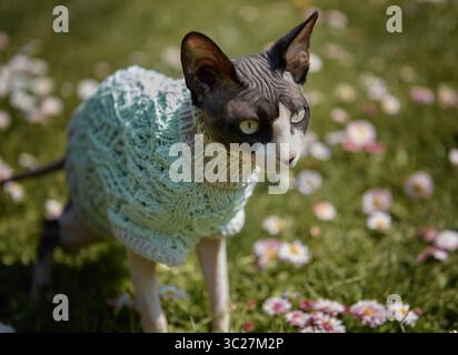 Die haarlose Katze mit einem Mint-Pullover steht in einem mit Gänseblümchen bedeckten Frühlingsgarten wachsam. Stockfoto