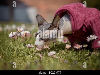Eine Sphynx-Katze mit roter Kapuze schnüffelt an einem sonnigen Frühlingstag in einem grasbewachsenen Garten. Stockfoto