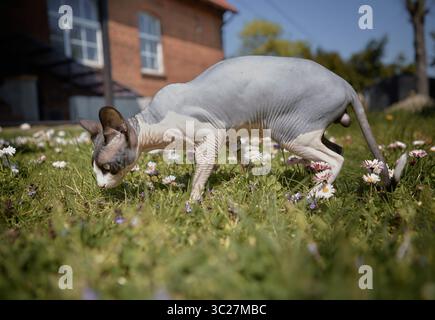 Eine haarlose weiße Sphynx-Katze schlendert durch einen sonnendurchfluteten Rasen neben einem Backsteinhaus. Stockfoto