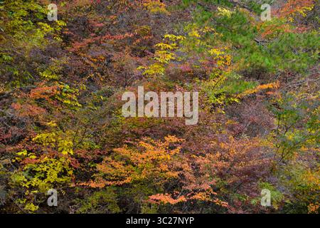 November 2011 – Herbstfarben rund um die Shosenkyo-Schlucht, Japan (Foto: © Andre Seale/VW Pics via ZUMA Wire) Stockfoto