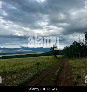 Eine markante, unbefestigte Straße oder Piste führt sanft durch ein riesiges, hügeliges Grasfeld im Vordergrund, das zu einer Linie aus dunkelgrünem Wald und führt Stockfoto