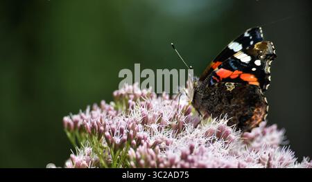 Eine Nahaufnahme zeigt einen leuchtenden roten Admiral-Schmetterling, der anmutig auf einer zarten Gruppe rosafarbener Blumen thront und die Schönheit der Natur zeigt. Stockfoto