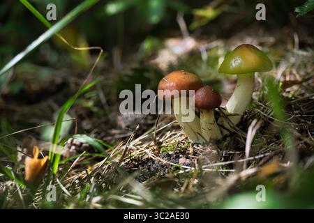Eine Nahaufnahme mehrerer Suillus-Pilze, die in einer Waldlandschaft gedeihen und ihre unverwechselbaren Kappen und Stiele inmitten von natürlichem Laub zeigen. Stockfoto