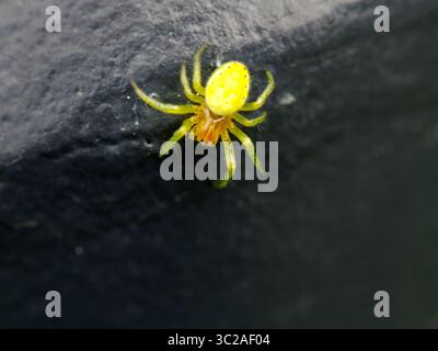 Kleine grüne Spinne (Araniella cucurbitina) auf schwarzer Oberfläche Stockfoto