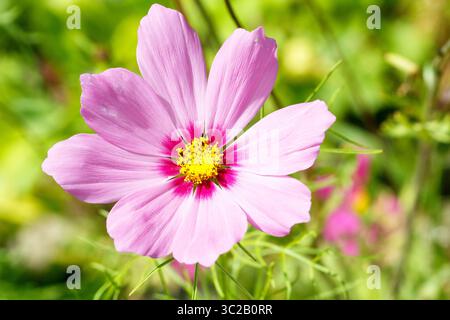 Dieses Nahaufnahme-Foto zeigt die zarten Blütenblätter und leuchtenden Farben einer Kosmetikblume. Dieses Bild ist perfekt für Natur- und Blumenliebhaber Stockfoto