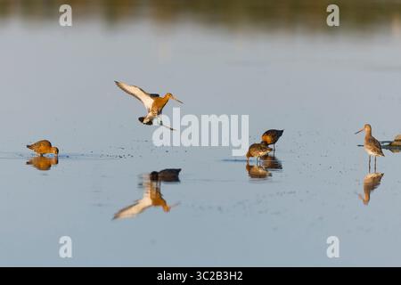 Schwarzschwanzgottwit Limosa limosa, Sommergefieder, Erwachsener mit farbigen Beinringen im Flug, kurz vor der Landung, um andere zu füttern, RSPB Minsmere Reserve Stockfoto