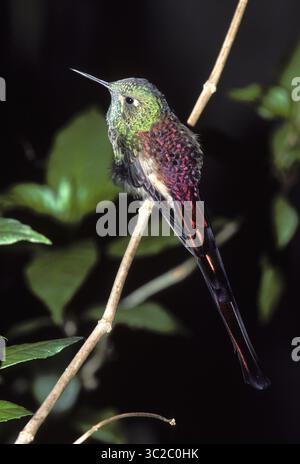 März 2019 - Rotschwanzkomet Kolibri (= Sappho Comet).Sappho Sparganura.Bereich: Anden von Bolivien, N Chile und NW Argentinien (Kreditbild: © Francois Gohier / Vwpics/VW Pics via ZUMA Wire) Stockfoto
