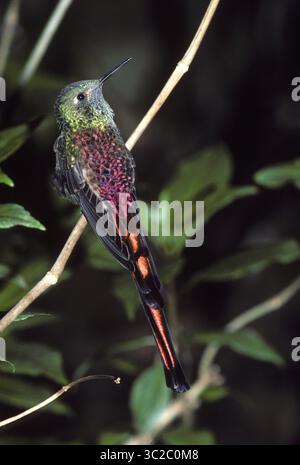 März 2019 - Rotschwanzkomet Kolibri (= Sappho Comet).Sappho Sparganura.Bereich: Anden von Bolivien, N Chile und NW Argentinien (Kreditbild: © Francois Gohier / Vwpics/VW Pics via ZUMA Wire) Stockfoto