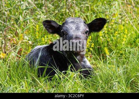 Ein junges Kalb beginnt mit seiner Mutter auf üppigen Weiden. Weiden, die von der heimischen Viehzucht genutzt werden, sind mehr Produktion Stockfoto