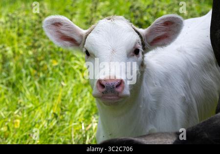 Ein junges Kalb beginnt mit seiner Mutter auf üppigen Weiden. Weiden, die von der heimischen Viehzucht genutzt werden, sind mehr Produktion Stockfoto