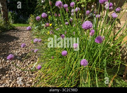 Nahaufnahme von violettem Schnittlauch Kräuterpflanzen blühende Blüten an einer Gartengrenze im Sommer England Großbritannien Großbritannien Großbritannien Großbritannien Großbritannien Großbritannien Großbritannien Großbritannien Großbritannien Großbritannien Großbritannien Großbritannien Großbritannien Großbritannien Großbritannien Großbritannien Großbritannien Großbritannien Großbritannien Großbritannien Großbritannien Großbritannien Großbritannien Großbritannien Großbritannien Großbritannien Großbritannien Großbritannien Großbritannien Großbritannien Großbritannien Großbritannien Großbritannien Stockfoto