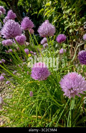 Nahaufnahme von violettem Schnittlauch Kräuterpflanzen blühende Blüten an einer Gartengrenze im Sommer England Großbritannien Großbritannien Großbritannien Großbritannien Großbritannien Großbritannien Großbritannien Großbritannien Großbritannien Großbritannien Großbritannien Großbritannien Großbritannien Großbritannien Großbritannien Großbritannien Großbritannien Großbritannien Großbritannien Großbritannien Großbritannien Großbritannien Großbritannien Großbritannien Großbritannien Großbritannien Großbritannien Großbritannien Großbritannien Großbritannien Großbritannien Großbritannien Großbritannien Stockfoto