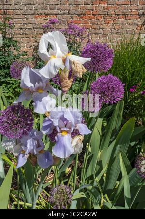 Lila und weiß bärtige Iris Iris und Allien blühende Blumen blühen in einer Gartengrenze im Sommer England Großbritannien Großbritannien Großbritannien Großbritannien Großbritannien Großbritannien Großbritannien Großbritannien Großbritannien Großbritannien Großbritannien Großbritannien Großbritannien Großbritannien Großbritannien Großbritannien Großbritannien Großbritannien Großbritannien Großbritannien Großbritannien Großbritannien Stockfoto