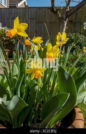 Nahaufnahme von leuchtend gelben und orangen Narzissen Jetfire Zwergnarzissen Narzissen Blüten blühend in einem Topf Behälter im Frühjahr England Großbritannien Stockfoto