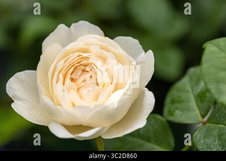 Nahaufnahme einer David Austin Rose namens William und Catherine. Ein weißer englischer Sträucher blühte im Juli in einem englischen Garten. England, Großbritannien Stockfoto