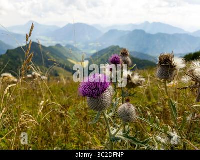 Thistle ist der gebräuchliche Name einer Gruppe von blühenden Pflanzen, die durch Blätter mit scharfen Stacheln an den Rändern gekennzeichnet sind, meist aus der Familie der Asteraceae. Stockfoto