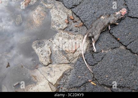 17. Mai 2019: Warschau, Polen: Tote Ratte mit dem von Vögeln ausgespickten Kopf auf der Asphaltstraße in Warschau, Polen. Die Populationen der städtischen Ratten steigen weltweit. So gibt es schätzungsweise 2 Millionen Ratten in New York. (Bild: © Robert Pastryk/ZUMA Wire) Stockfoto
