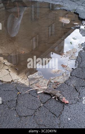 17. Mai 2019: Warschau, Polen: Tote Ratte mit dem von Vögeln ausgespickten Kopf auf der Asphaltstraße in Warschau, Polen. Die Populationen der städtischen Ratten steigen weltweit. So gibt es schätzungsweise 2 Millionen Ratten in New York. (Bild: © Robert Pastryk/ZUMA Wire) Stockfoto