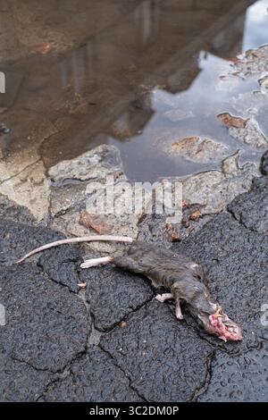 17. Mai 2019: Warschau, Polen: Tote Ratte mit dem von Vögeln ausgespickten Kopf auf der Asphaltstraße in Warschau, Polen. Die Populationen der städtischen Ratten steigen weltweit. So gibt es schätzungsweise 2 Millionen Ratten in New York. (Bild: © Robert Pastryk/ZUMA Wire) Stockfoto