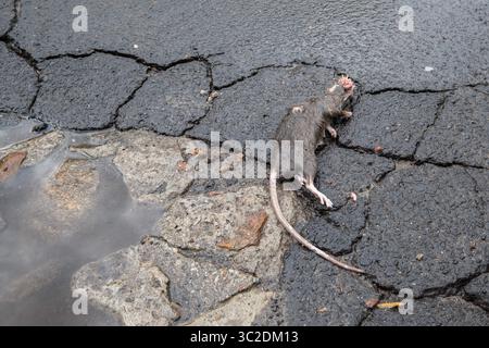 17. Mai 2019: Warschau, Polen: Tote Ratte mit dem von Vögeln ausgespickten Kopf auf der Asphaltstraße in Warschau, Polen. Die Populationen der städtischen Ratten steigen weltweit. So gibt es schätzungsweise 2 Millionen Ratten in New York. (Bild: © Robert Pastryk/ZUMA Wire) Stockfoto