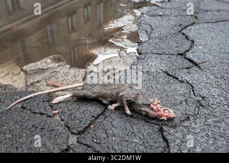 17. Mai 2019: Warschau, Polen: Tote Ratte mit dem von Vögeln ausgespickten Kopf auf der Asphaltstraße in Warschau, Polen. Die Populationen der städtischen Ratten steigen weltweit. So gibt es schätzungsweise 2 Millionen Ratten in New York. (Bild: © Robert Pastryk/ZUMA Wire) Stockfoto