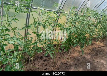 Anbau gesunder und köstlicher Tomatenpflanzen in einem Gewächshaus für maximale Produktion Stockfoto