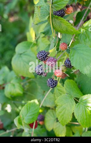 Reife und unreife Brombeeren, die auf üppigen, lebhaften grünen Reben in der sonnendurchfluteten Natur zu finden sind Stockfoto