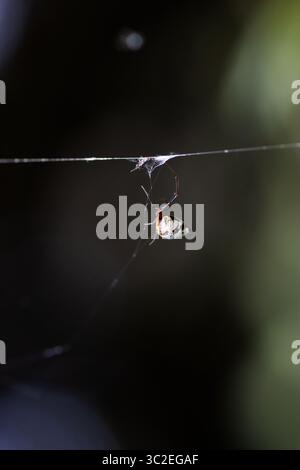 Eine einzelne männliche Wasp Spider (Argiope bruennichi) liegt auf seinem Netz Stockfoto