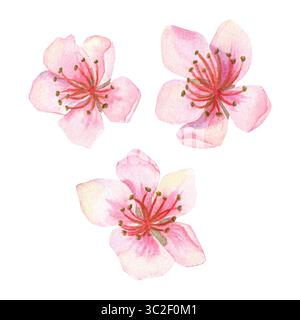 Aquarellset mit drei handgezeichneten Illustrationen von zartem rosa Pfirsich oder anderen Blüten. Stockfoto