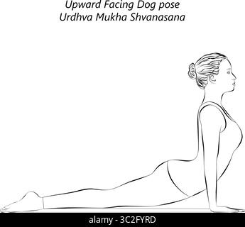 Skizze einer jungen Frau, die Urdhva Mukha Shvanasana Yoga-Pose praktiziert. Nach oben gerichtete Hunde-Yoga-Pose. Isolierte Vektordarstellung. Stock Vektor