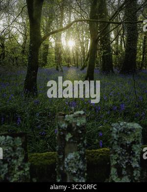 Blick auf einen Waldboden mit leuchtenden Glockenblöcken, Sonnenlicht, das durch die Bäume filtert, moosbedeckter Zaun im Vordergrund, Bodmin, England, Stockfoto
