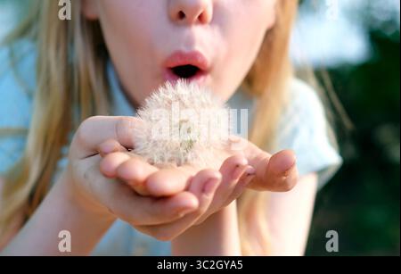 Ein Mädchen, das einen flauschigen Löwenzahn bläst Stockfoto