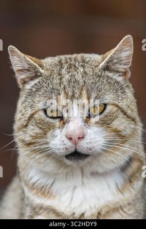 Ein Nahaufnahme-Porträt einer großen häuslichen tabby-Katze (männlich) mit goldenen Augen. Er wurde kürzlich als Gemeindekatze von Presteigne, Powys, adoptiert Stockfoto