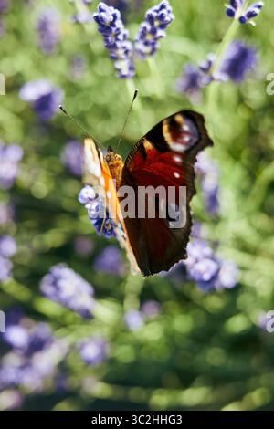 Schmetterling fliegt über einem Feld mit violetten Blumen. Der Schmetterling ist orange und schwarz. Die Blüten sind violett und verstreut auf dem Feld. Stockfoto