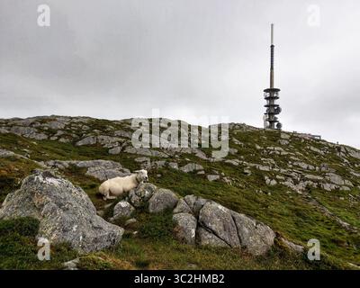 22. Juni 2019: Preikestolen, Norwegen: Ein Schaf weidet in der Nähe eines Zellturms am Mount Ulrike in Bergen, Norwegen. (Bild: © Sachelle Babbar/ZUMA Wire) Stockfoto
