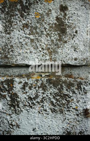 Eine Wand mit einer grauen und weißen Oberfläche. Die Wand ist mit Moos bedeckt und hat eine raue Textur. Vertikale Komposition ideal für Telefontapeten oder minimalen Naturhintergrund. Stockfoto