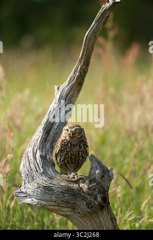 Eine kleine Eule auf einem alten Baumstumpf in East Yorkshire, England Stockfoto