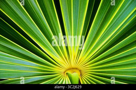 Nahaufnahme eines Fächerpalmblattes mit gelben Streifen, die durch grüne Abschnitte strahlen Stockfoto