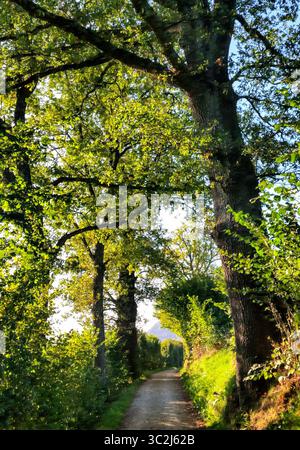 Natürlicher Baumtunnel mit Weg und warmem Sonnenlicht, das durch üppige Bäume und grüne Büsche filtert Stockfoto
