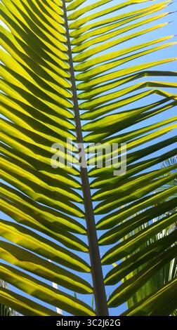 Einzelnes grünes Kokospalmenblatt mit Sonnenstrahlen und blauem Himmel im Hintergrund Stockfoto