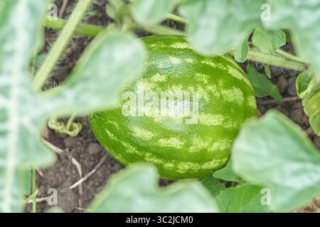 Junge Wassermelone wächst in einem Garten umgeben von üppig grünen Blättern auf dem Boden. Stockfoto